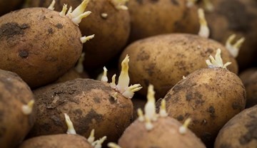 Natural dormancy: independent data now available